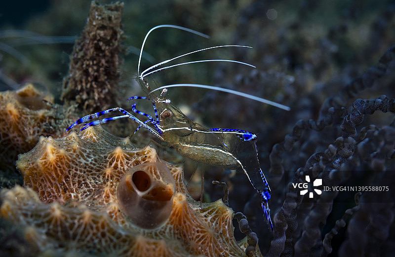 佩德森清洁虾图片素材