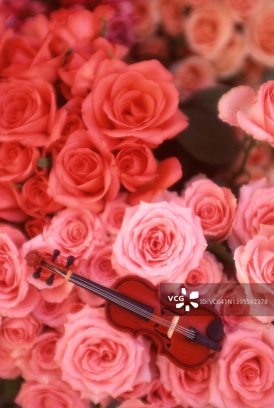 玩具小提琴和玫瑰图片素材
