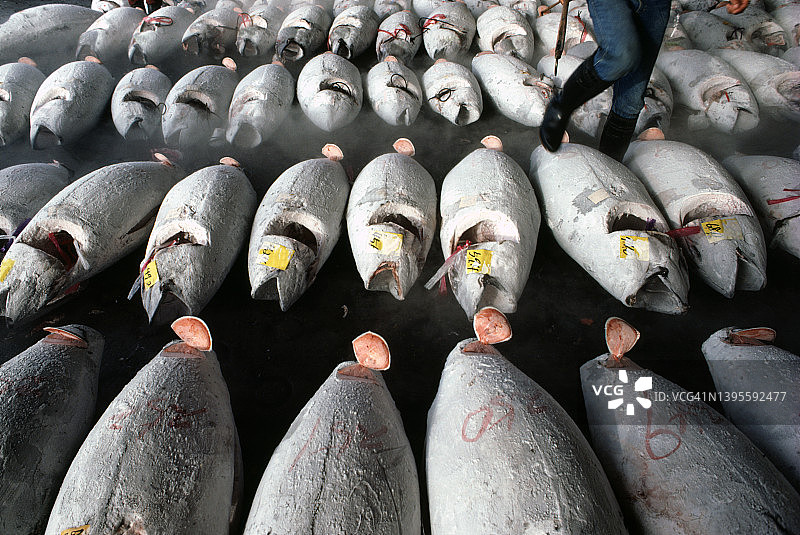 金枪鱼鱼市图片素材