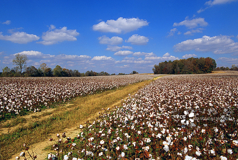 棉花田图片素材