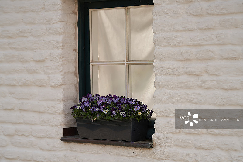 紫罗兰图片素材