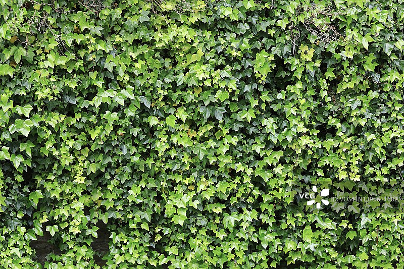 垂直墙面上生长的常春藤植物图片素材