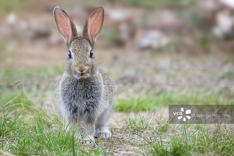 野棉尾兔图片素材