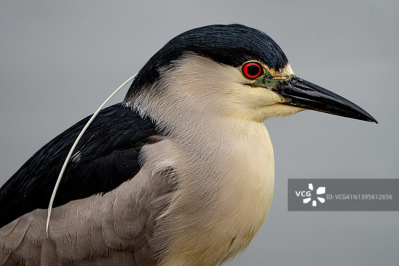 黑冠夜鹭图片素材