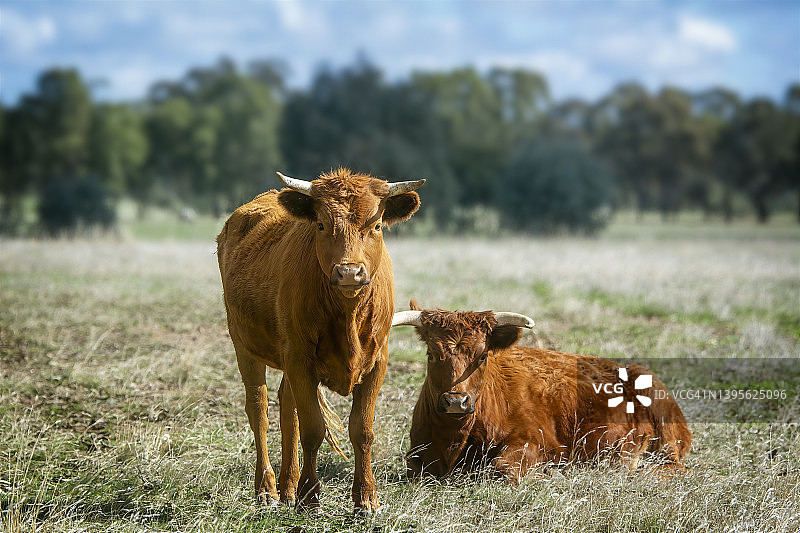 红牛吃草图片素材