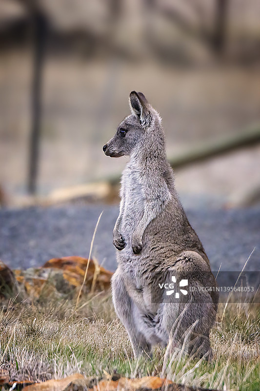 东部灰袋鼠图片素材