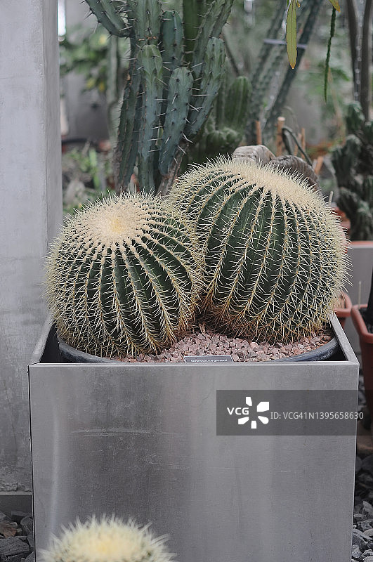 盆栽金琥仙人掌图片素材