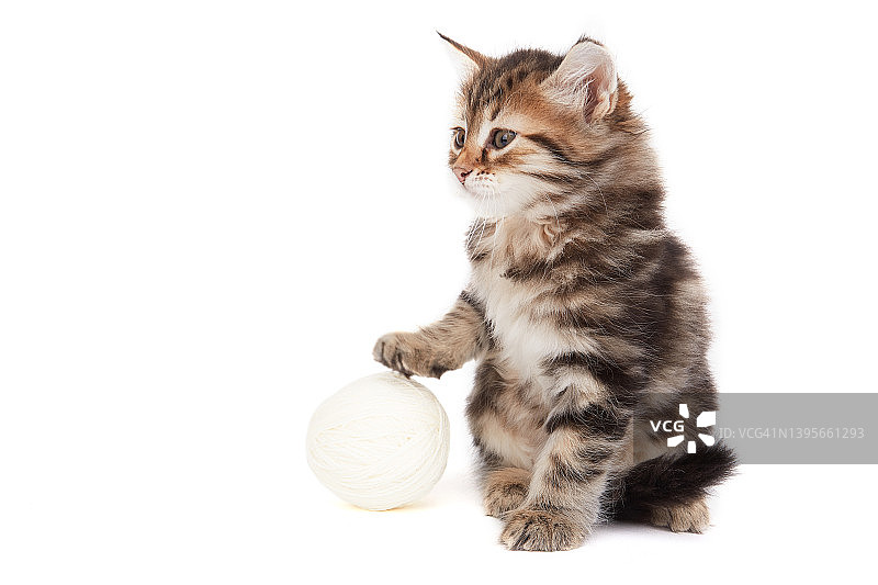 白色背景上的小猫和线球图片素材