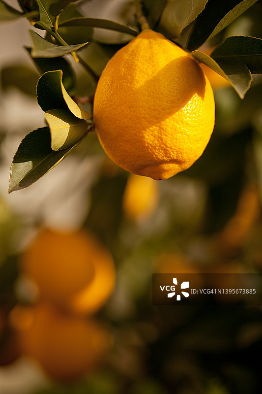 树上的柠檬图片素材