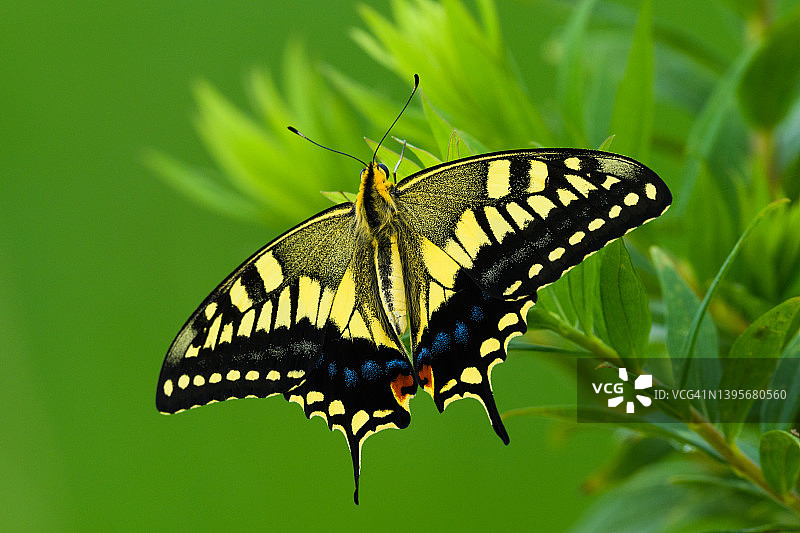 燕尾蝶图片素材