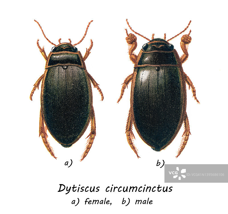 昆虫学古旧彩色石印画 - 大龙虱图片素材