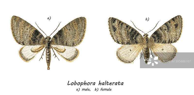 老式彩色石印插图：六翼天使，尺蛾科的蛾图片素材