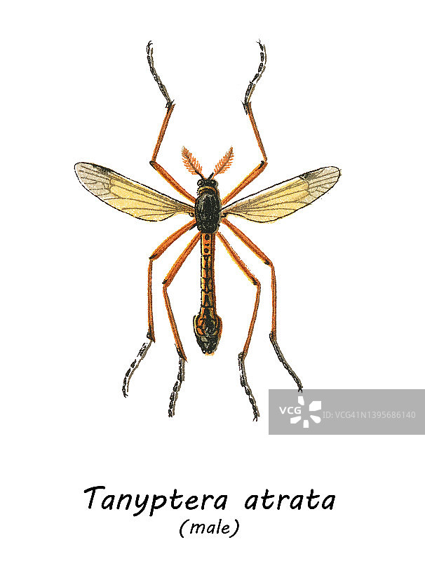 大蚊的彩色石印插图图片素材