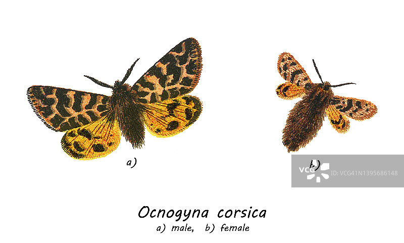 旧彩色石版画插图：昆虫学，科西嘉毛翅蛾图片素材