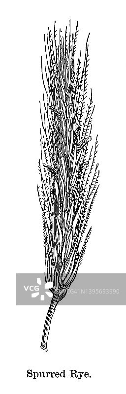 麦角菌古老雕刻插图图片素材