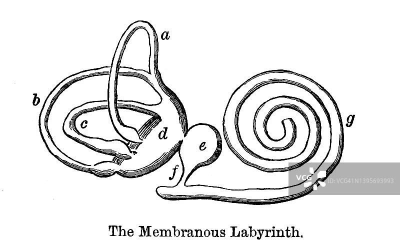 膜迷路的古老雕刻插图图片素材