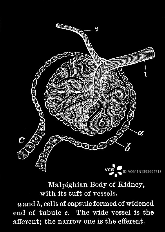 肾脏马尔皮基氏体的古老雕刻插图，带血管簇图片素材