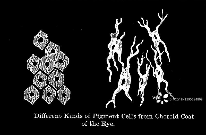 脉络膜色素细胞古老雕刻插图图片素材