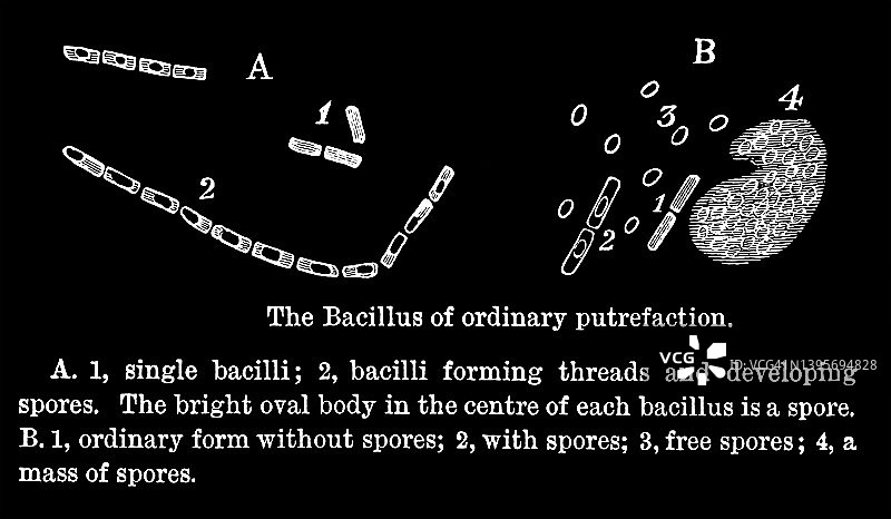 普通腐败的芽孢杆菌：古老的版画插图图片素材