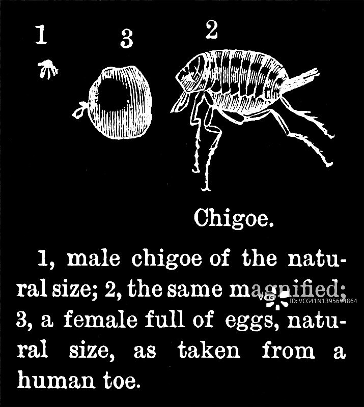 沙蚤的古版画图片素材