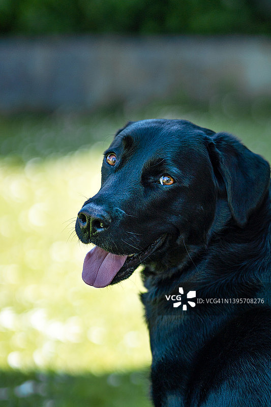 黑色拉布拉多犬在花园草地上安静地坐着，看着镜头图片素材
