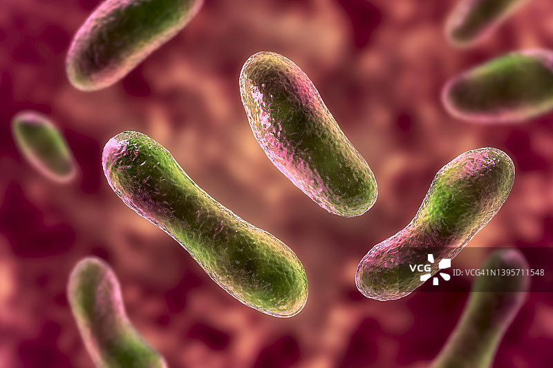 Q热病细菌插图图片素材