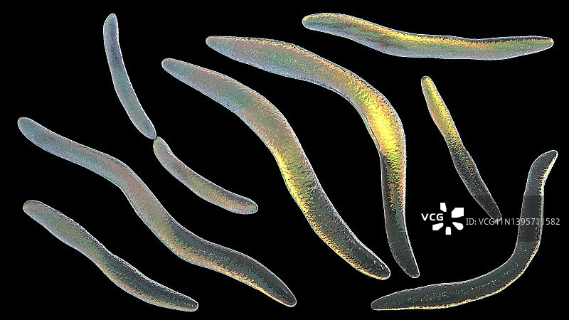 具核梭杆菌插图图片素材