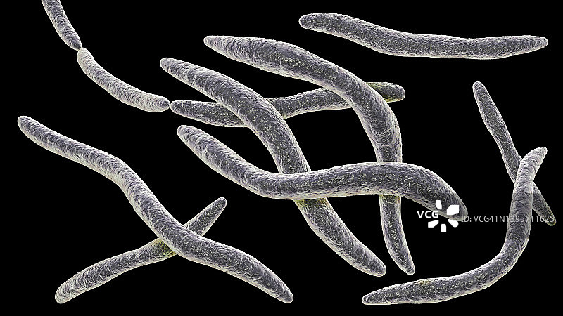 具核梭杆菌插图图片素材