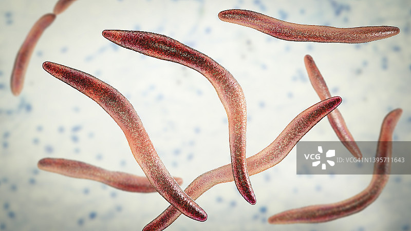 具核梭杆菌插图图片素材