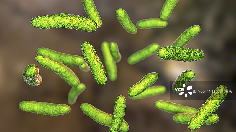 鞘氨醇单胞菌细菌插图图片素材