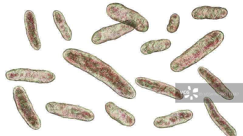 鞘氨醇单胞菌细菌插图图片素材