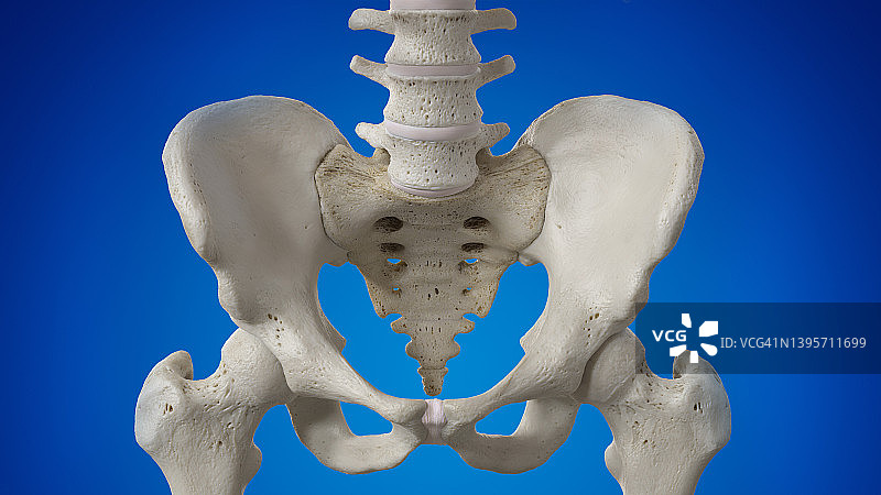 骶骨插图图片素材