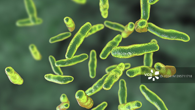 沃兹沃思比洛菲拉菌，插图图片素材