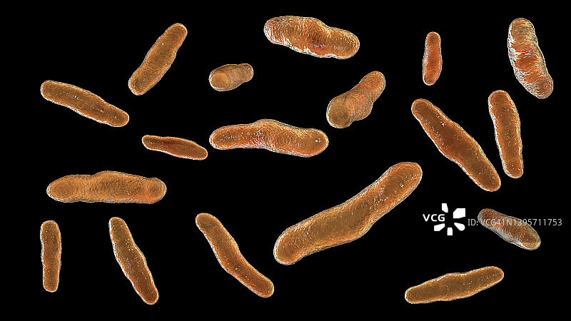 沃兹沃思比洛菲拉菌，插图图片素材