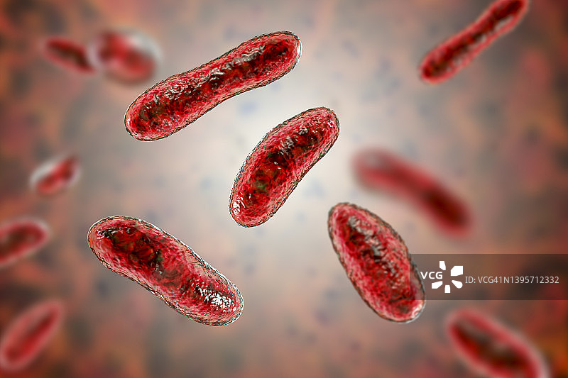 Q热病细菌插图图片素材
