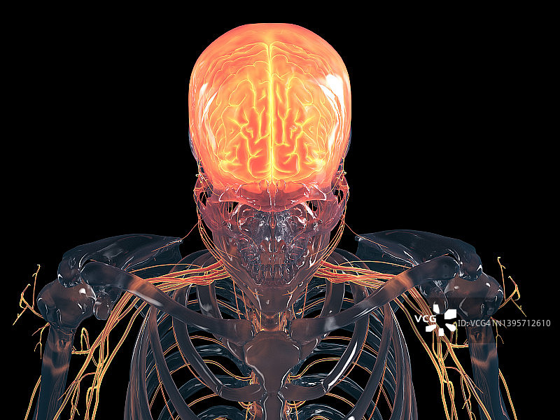 人类大脑、插图图片素材