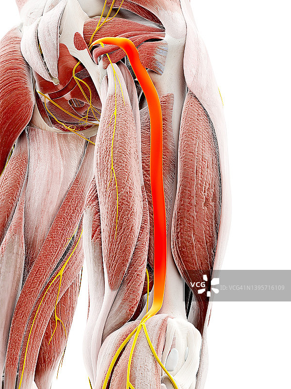 坐骨神经，图示图片素材