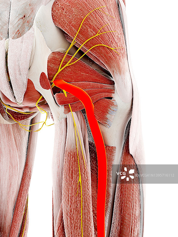 坐骨神经，图示图片素材