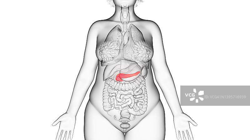 肥胖女人的胰腺插图图片素材
