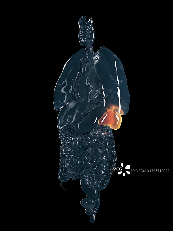 人体脾脏插图图片素材