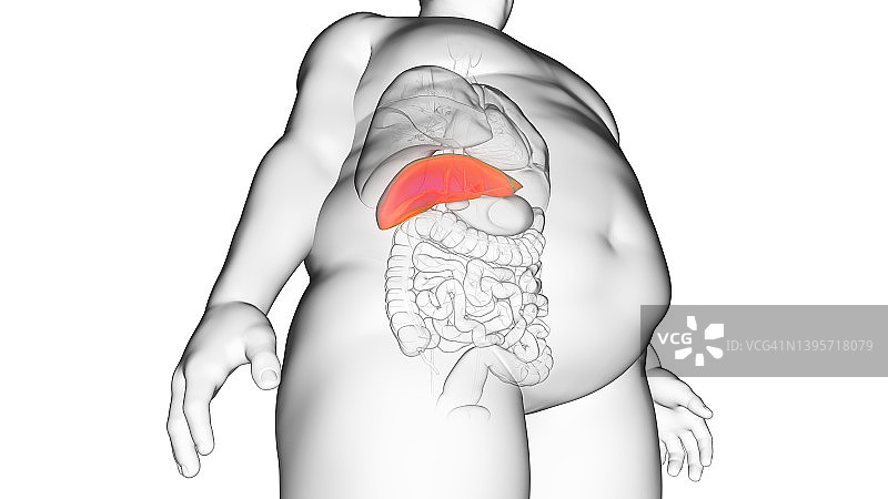 超重男人的肝脏插图图片素材