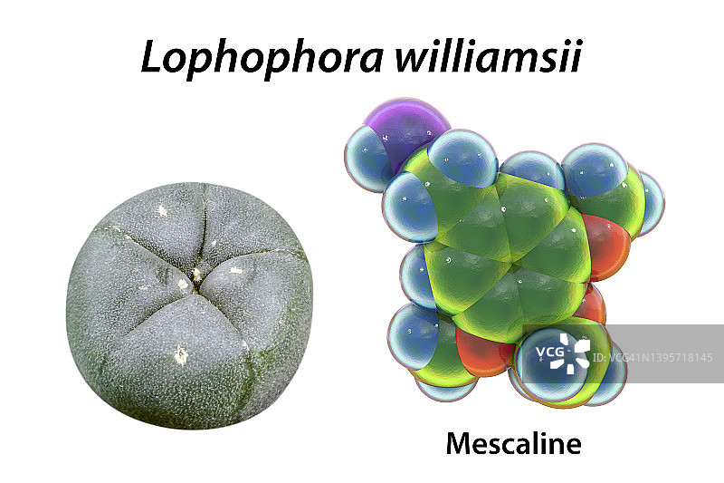 麦司卡林分子和佩奥特仙人掌合成图图片素材