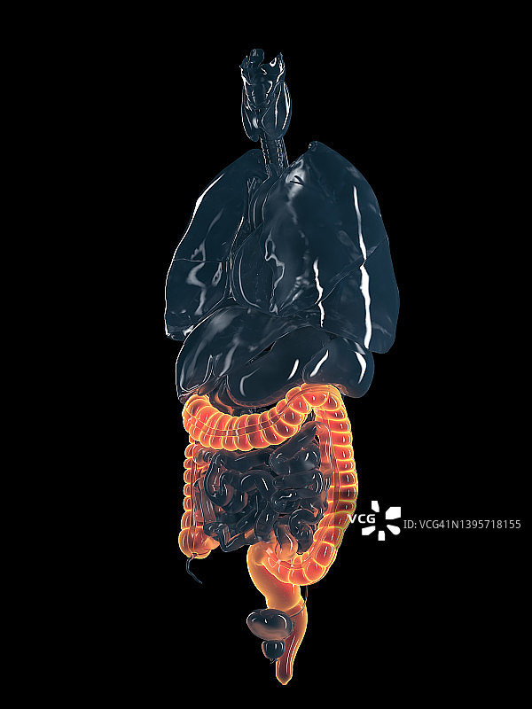 人类结肠图图片素材