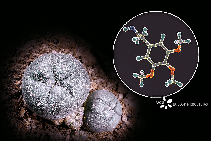 麦司卡林分子和佩奥特仙人掌合成图图片素材