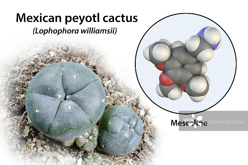 麦司卡林分子和佩奥特仙人掌合成图图片素材
