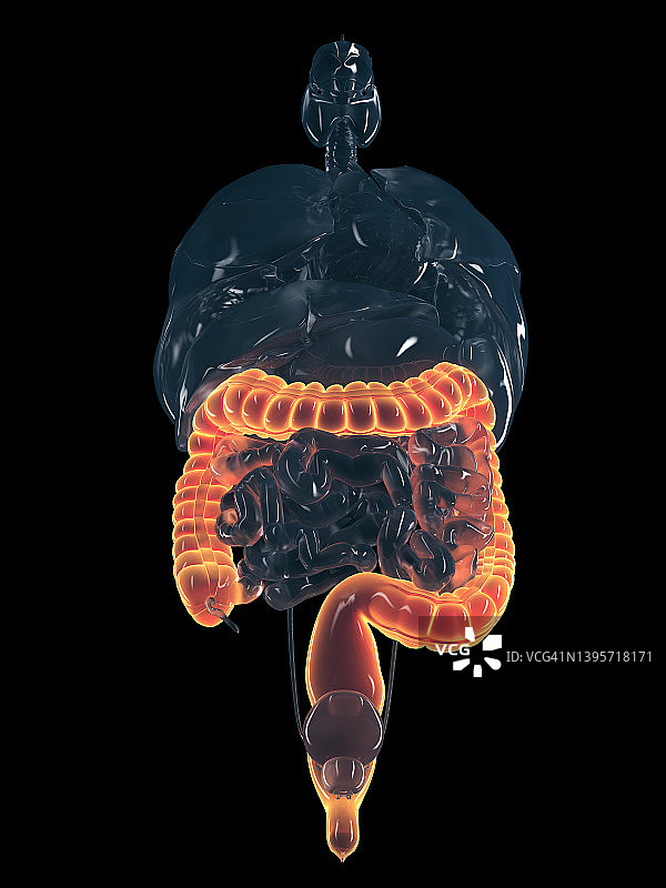 人类结肠图图片素材