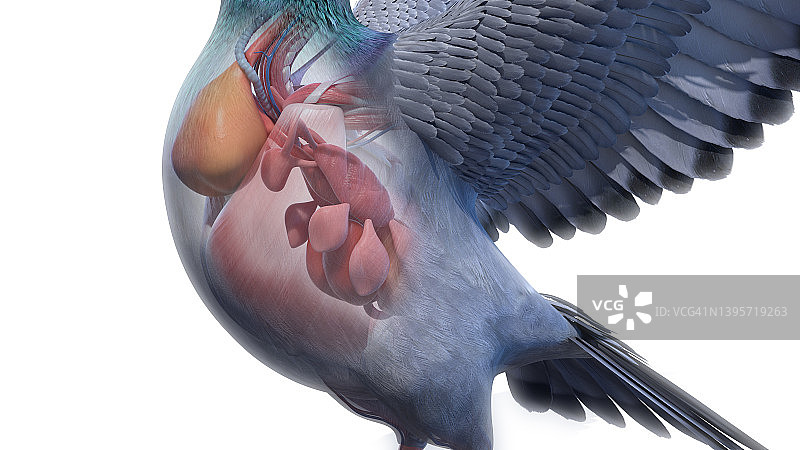 鸽子解剖结构插画图片素材