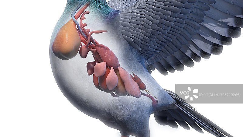 鸽子器官图解图片素材