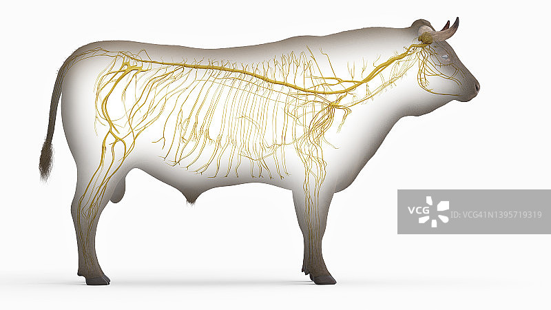 牛的神经系统图示图片素材