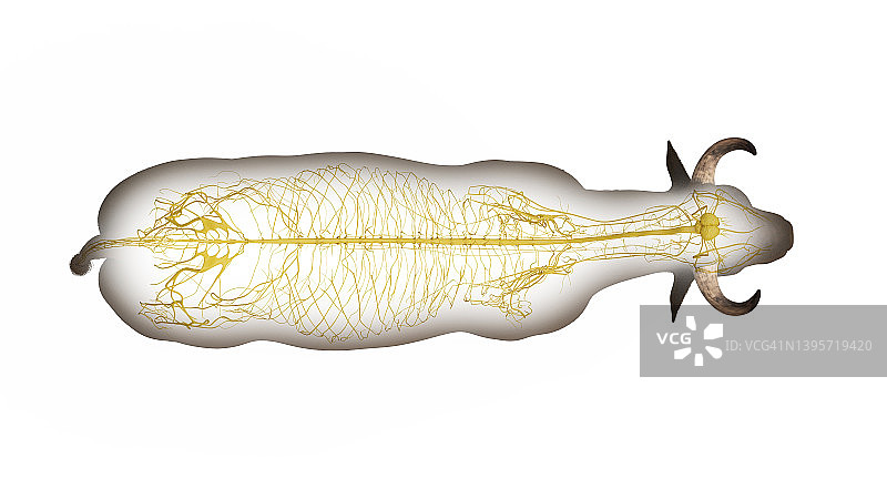 牛的神经系统图示图片素材